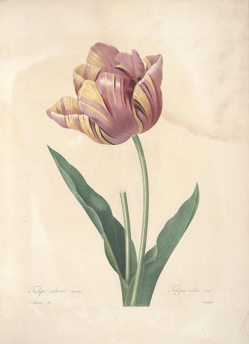 Scelta dei fiori più belli (tavola 10)